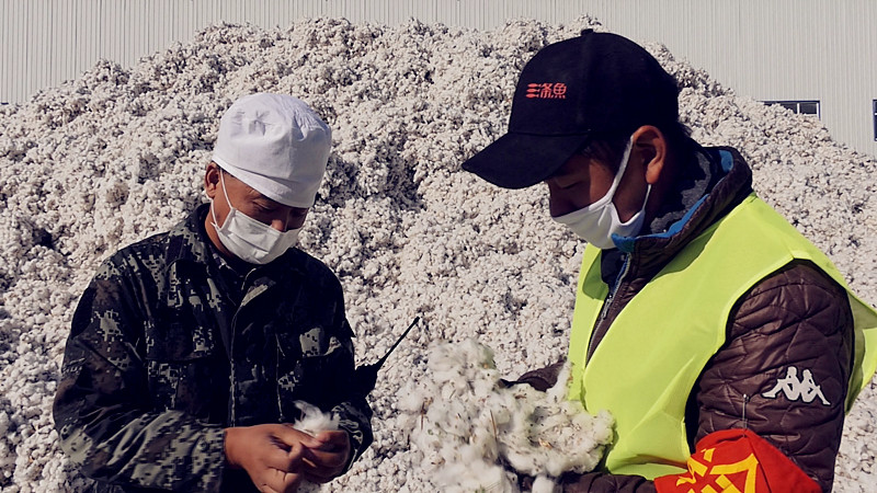 六十四团 棉花“密码检验”畅通交售渠道 棉花加工提质增效